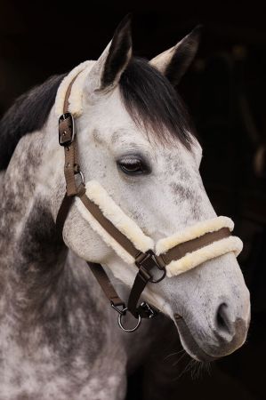 Kantar HORZE Marquess z podszyciem - orzech włoski