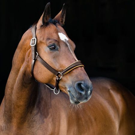 Kantar skórzany HORZE Louis