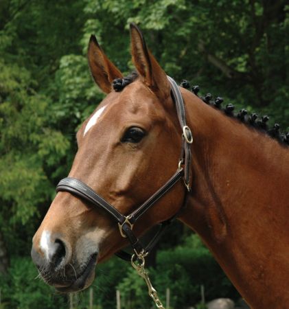 Canter Club kantar skórzany.jpg