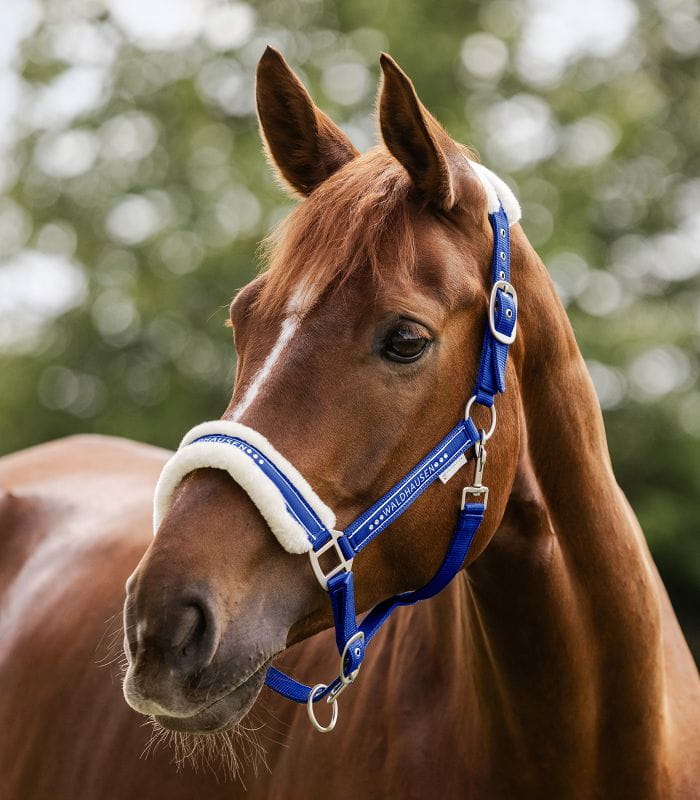 Elegant szafirowy niebieski 2.jpg