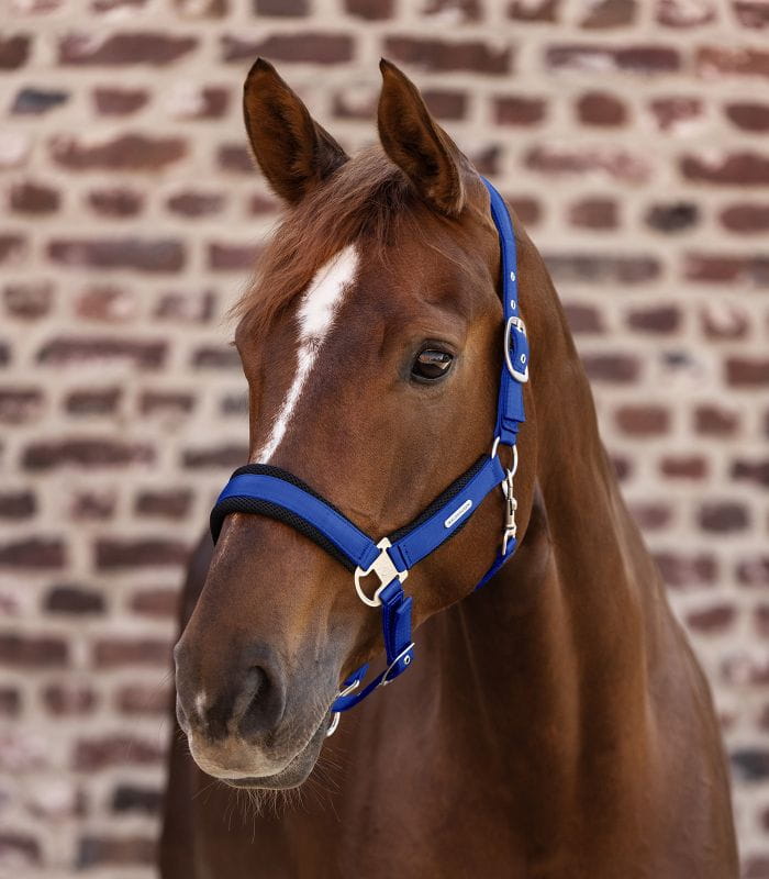 Breath królewski niebieski 2.jpg