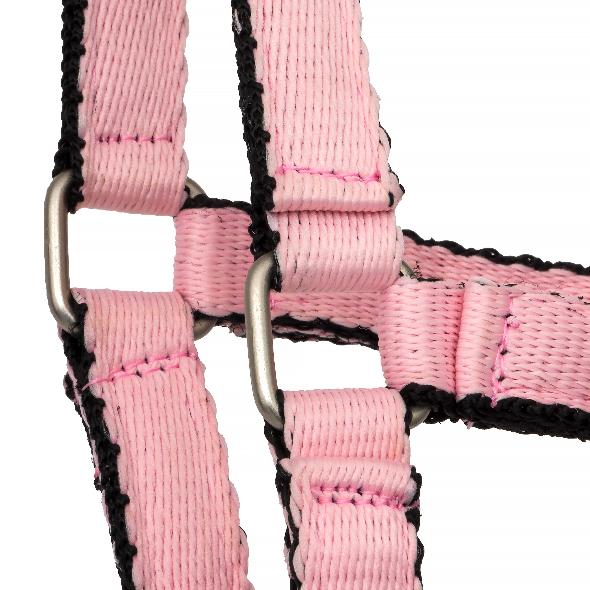 Kantar START FoalStrong 2.jpg