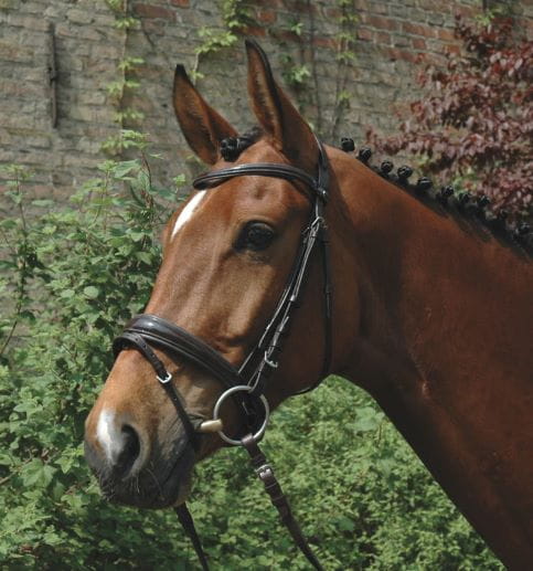 Ogłowie CANTER CLUB Magnificus z nachrapnikiem szwedzkim z wodzami czarny 1.jpg