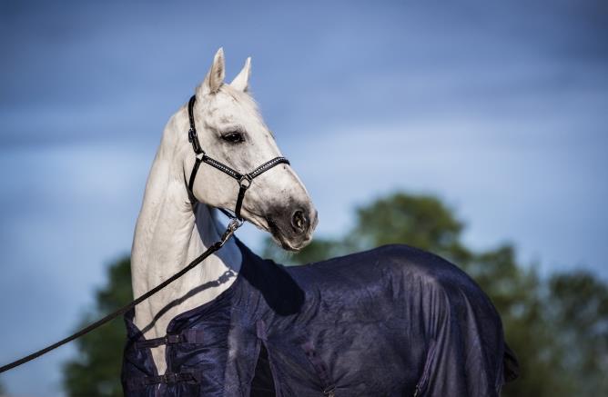 Derka siatkowa START Standard granatowa